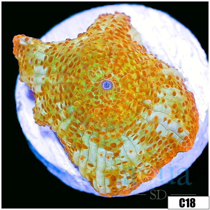 Yellow Leopard Discosoma