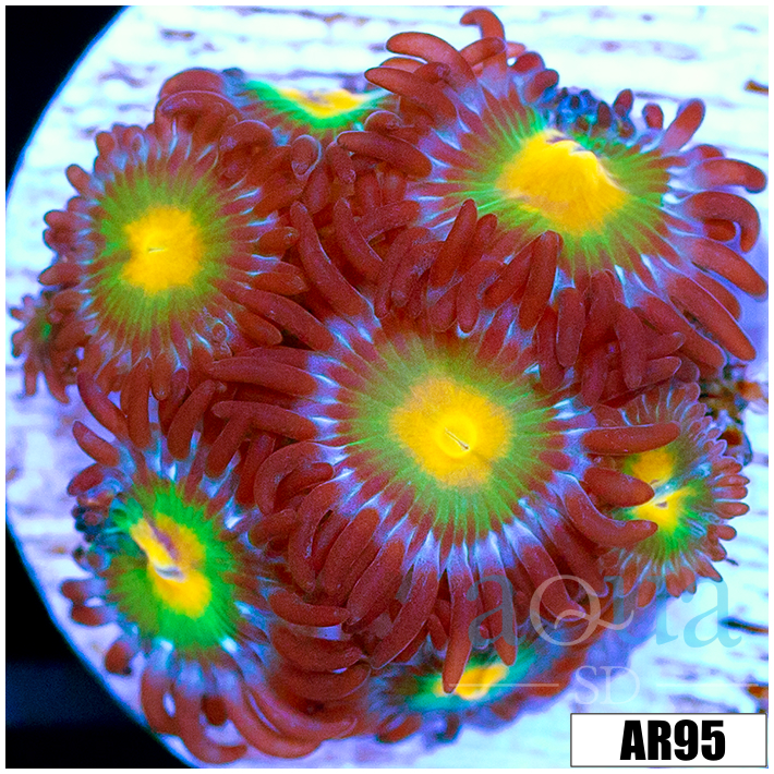 Gator Eyes Zoas Multiples Available