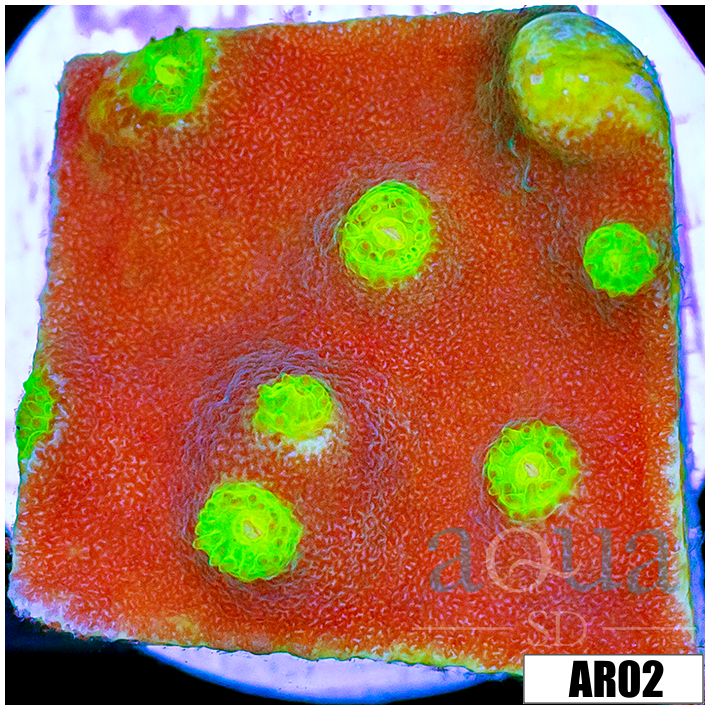 LA Lakers Scroll Coral Multiples Available