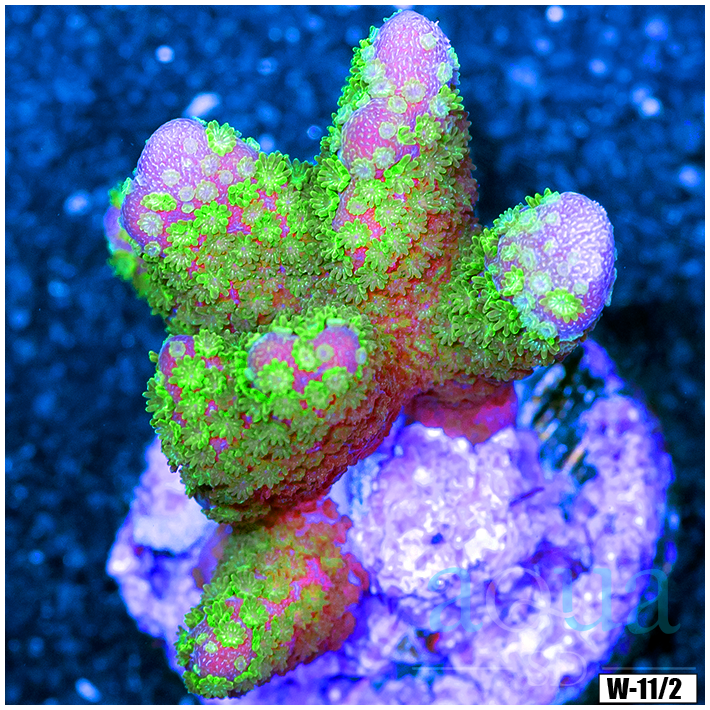 Green Digitata Multiples Available