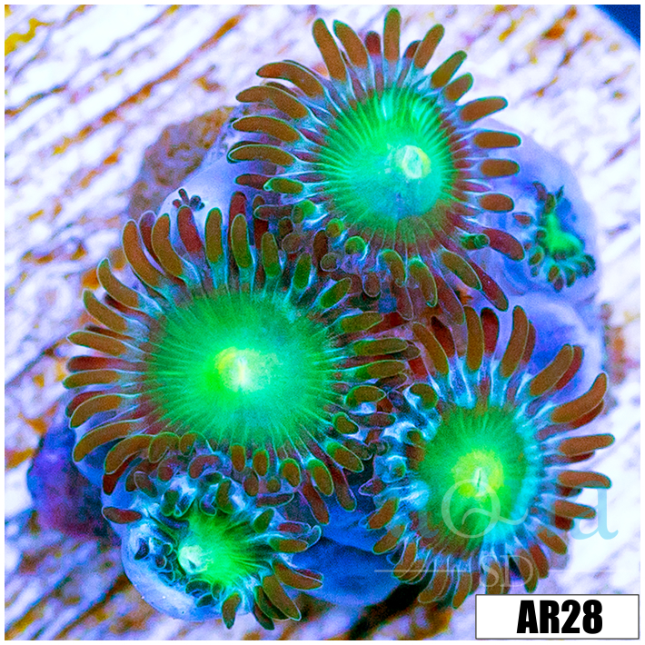 Dragon Eye Zoas Multiples Available