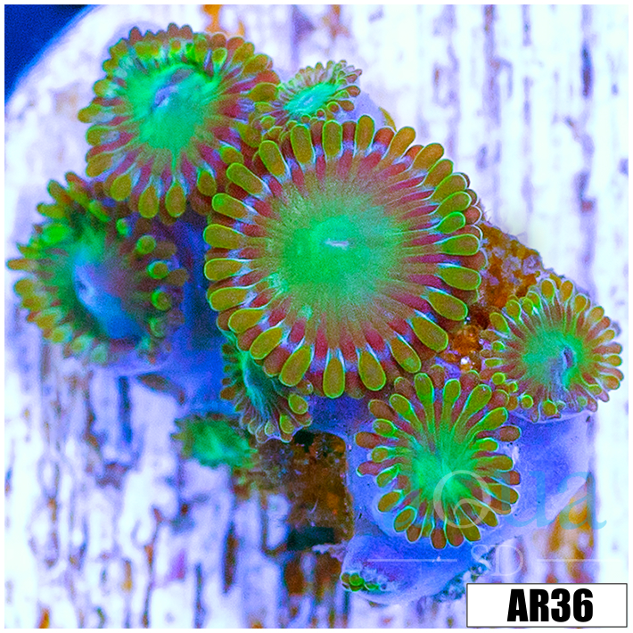 Dragon Eye Zoas Multiples Available