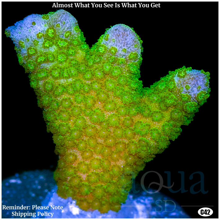 Green Digitata Multiples Available