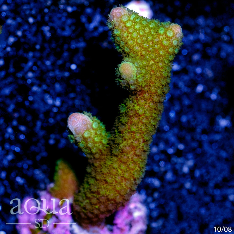 Green Digitata Multiples Available