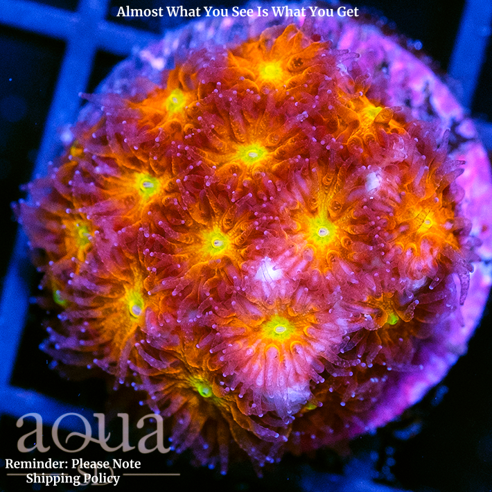 Orange Eye Leptastrea Multiples Available