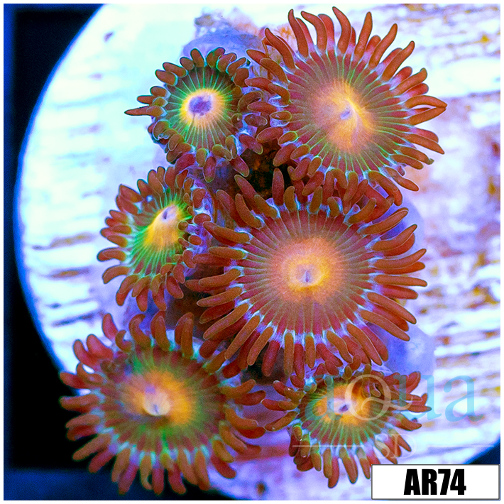 Gator Eyes Zoas Multiples Available