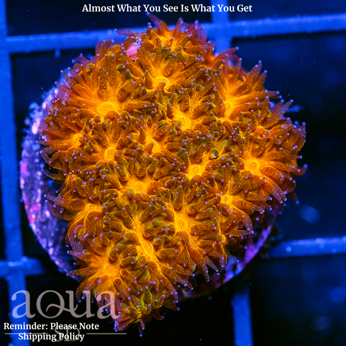 Orange Eye Leptastrea Multiples Available
