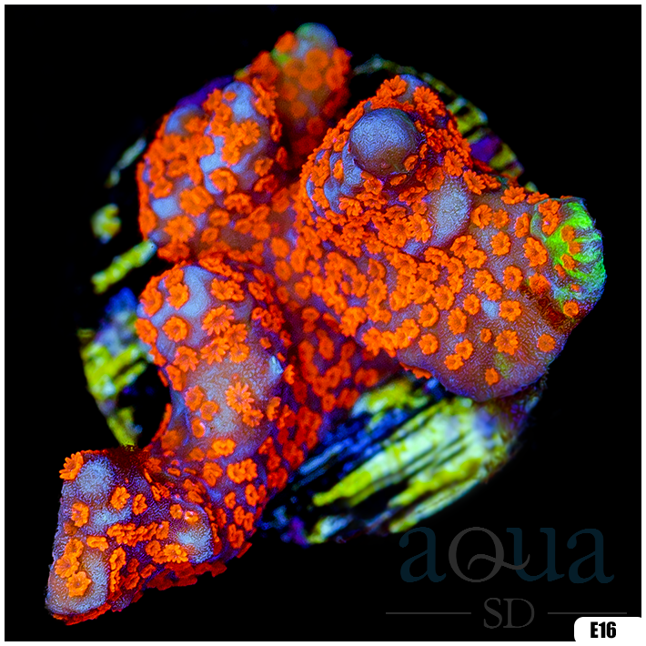 Forest Fire Digitata Multiples Available