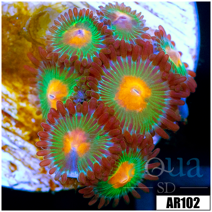Gator Eyes Zoas Multiples Available