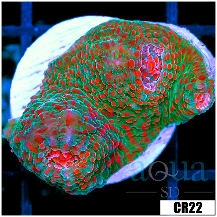 Chameleon Chalice Multiples Available