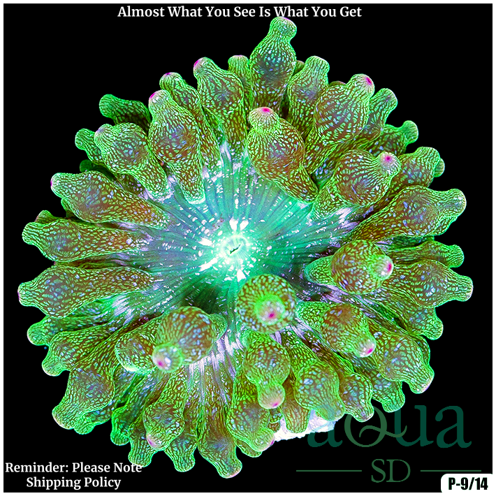 Acid Wash Bubble Tip Anemone Multiples Available