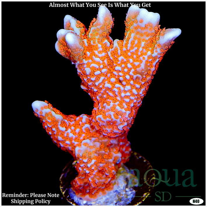 Forest Fire Digitata Multiples Available