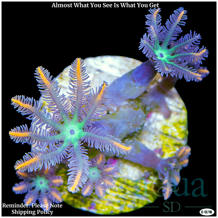 Firework Clove Polyps Multiples Available
