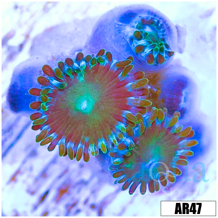 Dragon Eye Zoas Multiples Available
