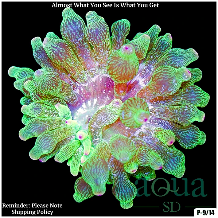 Acid Wash Bubble Tip Anemone Multiples Available