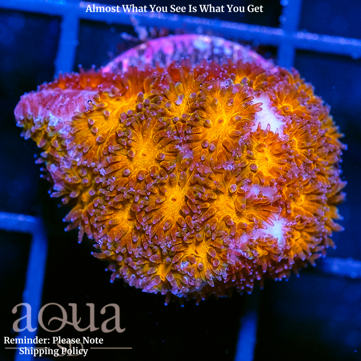 Orange Eye Leptastrea Multiples Available