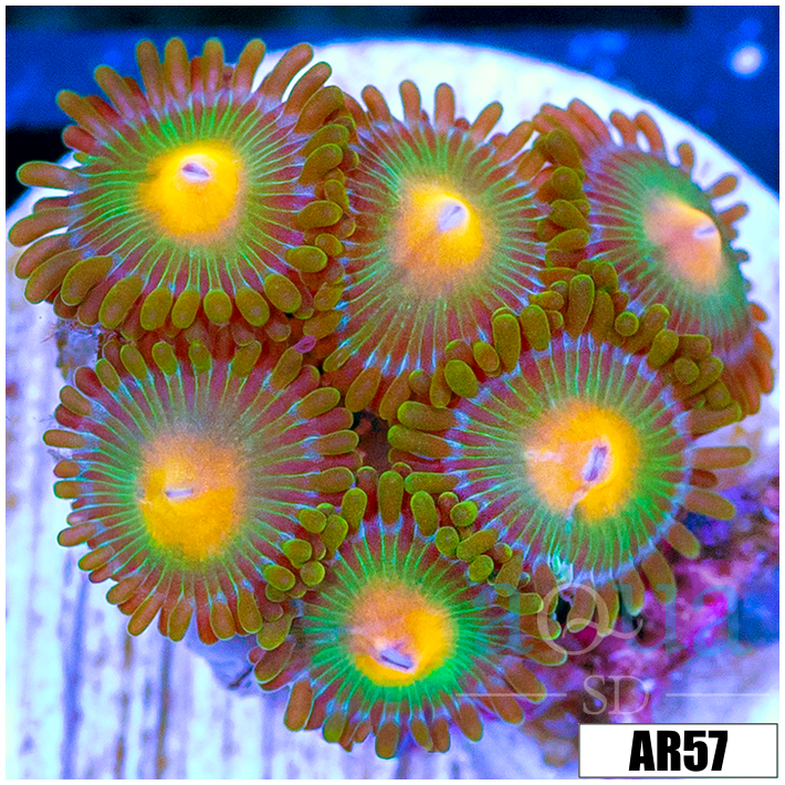 Gator Eyes Zoas Multiples Available