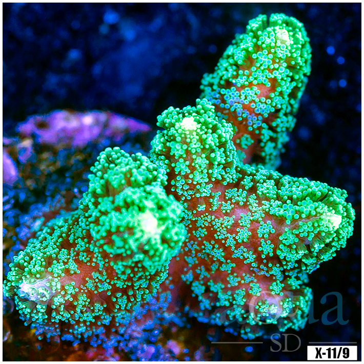Indo Green Birdsnest Multiples Available