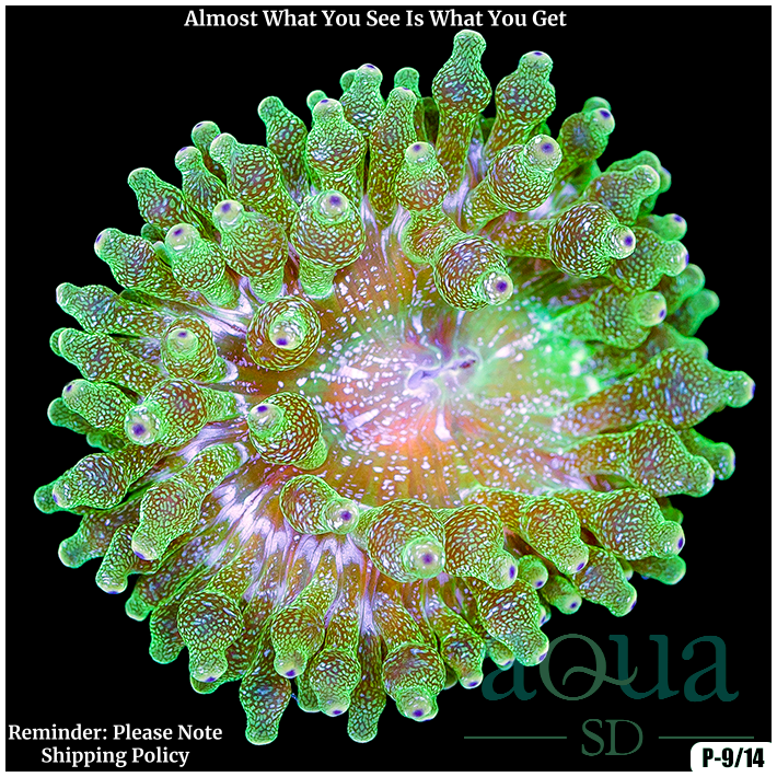 Acid Wash Bubble Tip Anemone Multiples Available