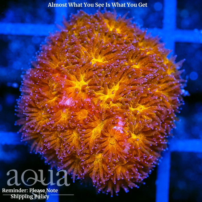 Orange Eye Leptastrea Multiples Available