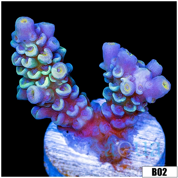 Rainbow Fusion Tenuis Acropora