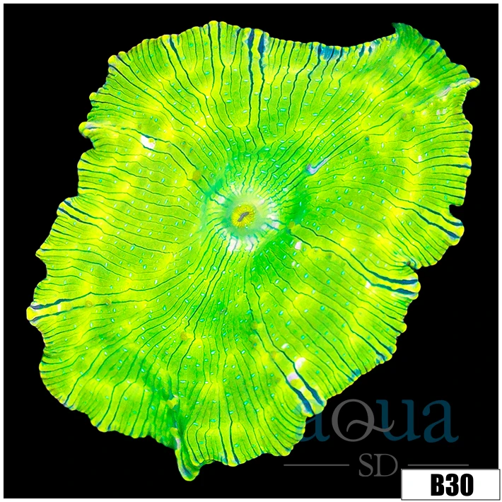 Nuclear Discosoma Mushroom
