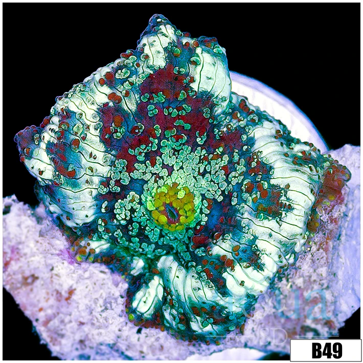 Cammo Discosoma