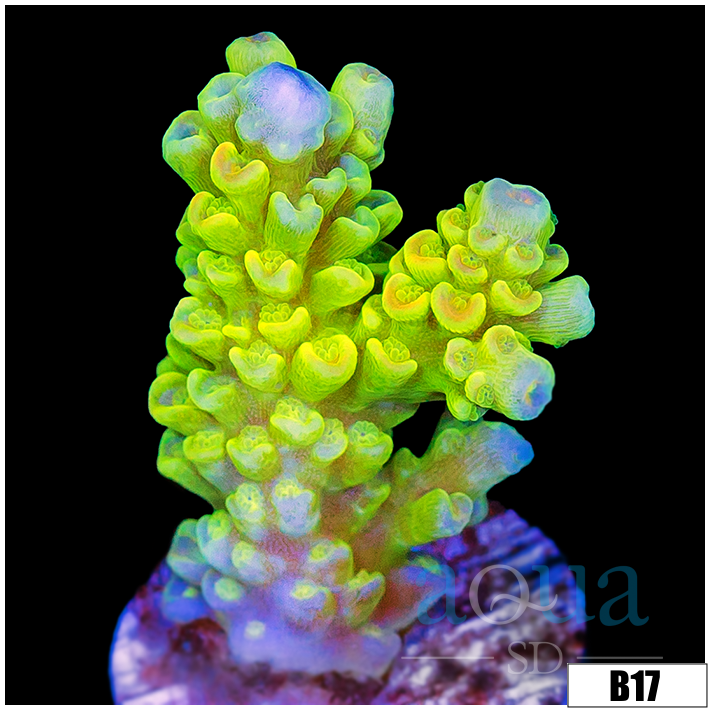 Ultra Highlighter Tenuis