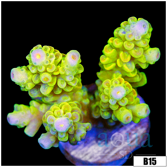 Ultra Highlighter Tenuis