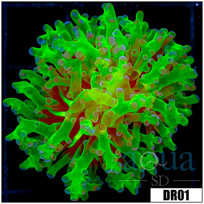 Indo Nuclear Purple Tipped Frogspawn