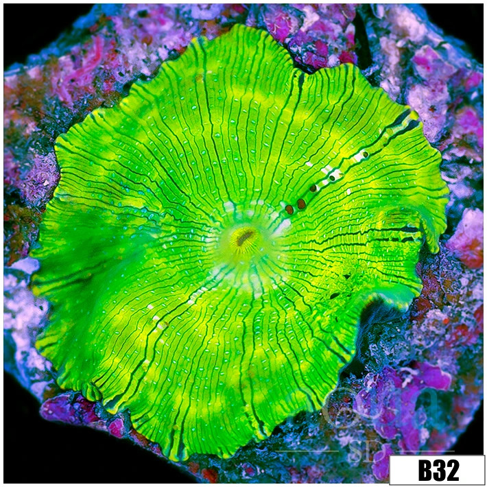 Nuclear Discosoma Mushroom