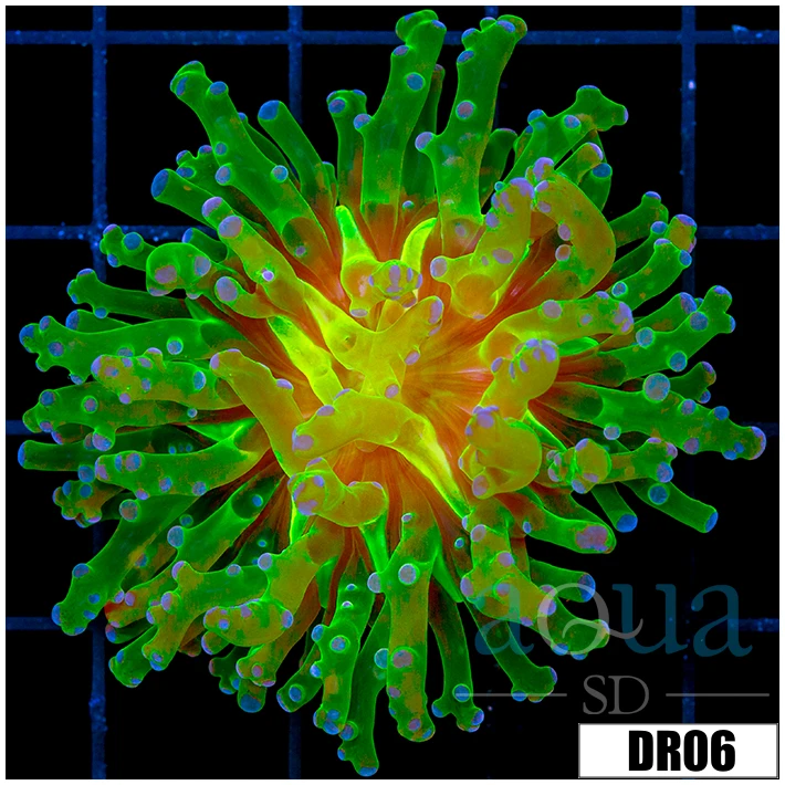 Indo Nuclear Purple Tipped Frogspawn