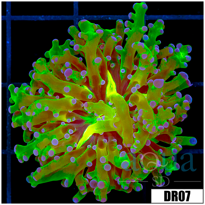 Indo Nuclear Purple Tipped Frogspawn
