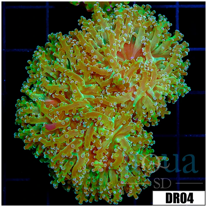 Indo Avocado Frogspawn