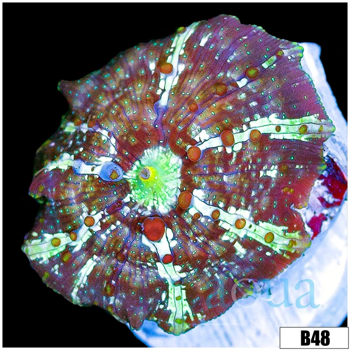 Cammo Discosoma
