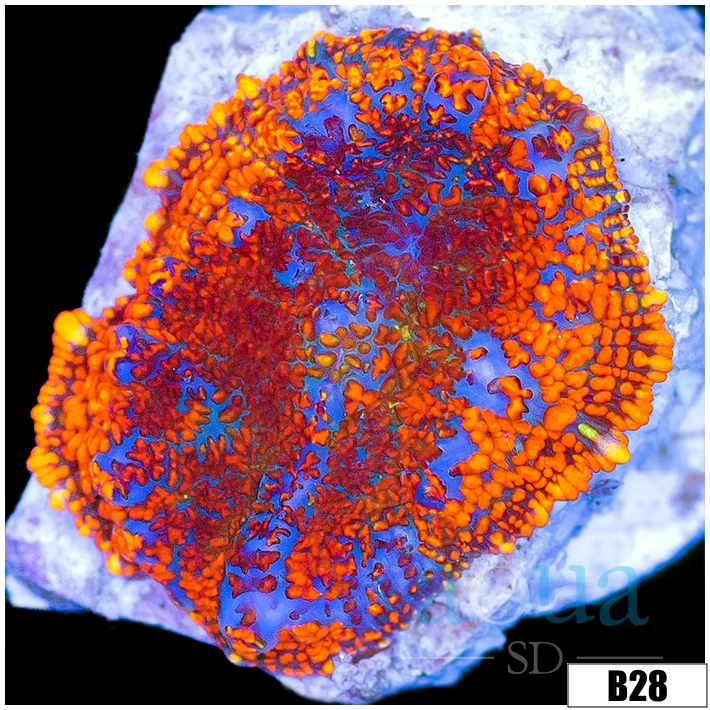 Flamethrower Rhodactis Mushroom