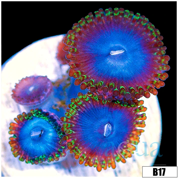 Blue Man Eater Zoas