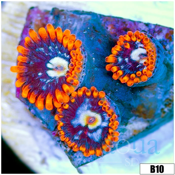 Icy Hot Zoas