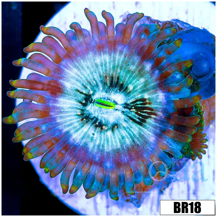 Snow Yeti Zoanthids