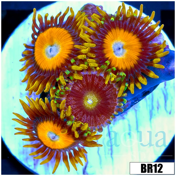 King Midas Zoas