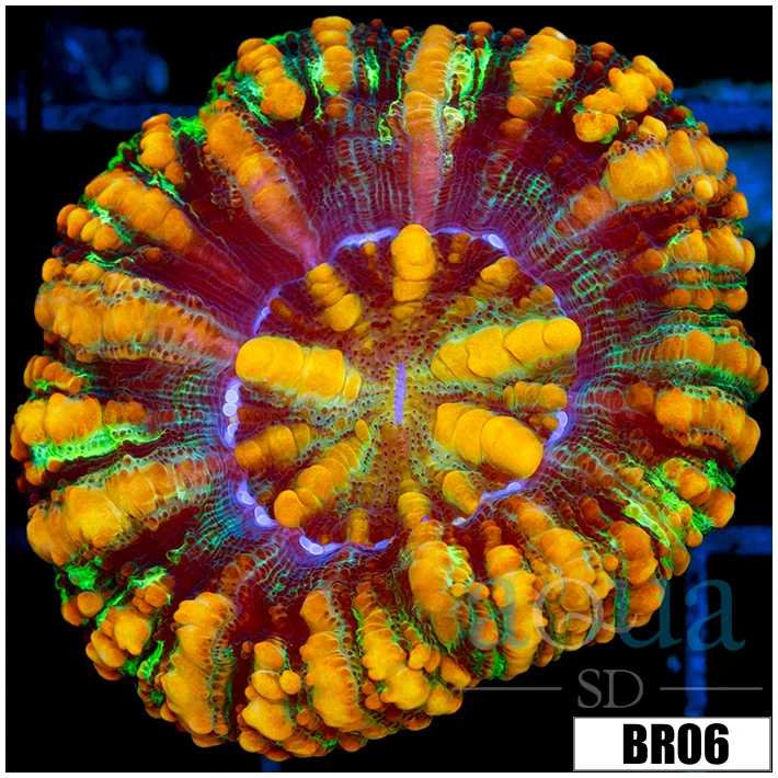 Aussie Tiger Striped Button Scoly