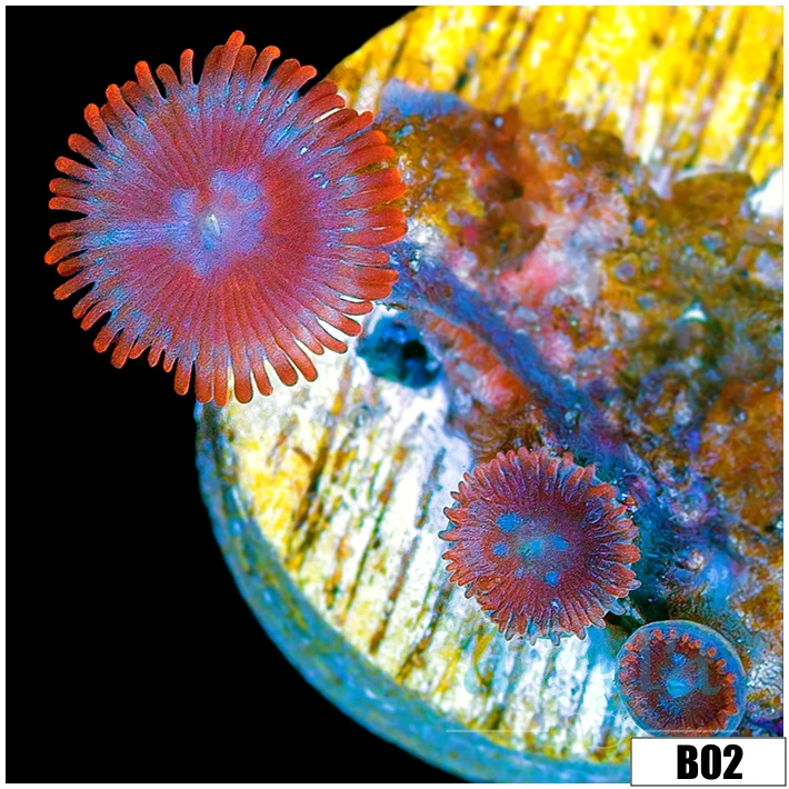 Fire And Ice Zoas