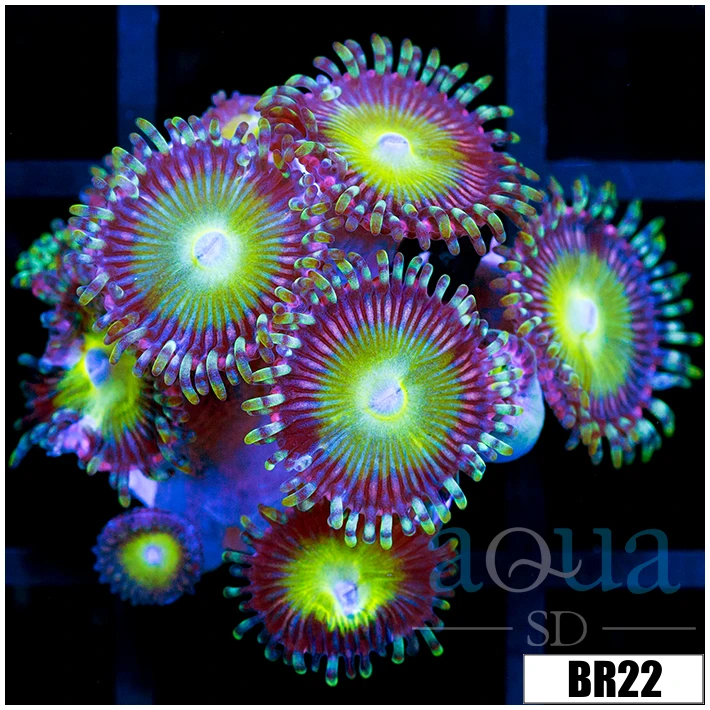 Cotton Candy Apple Zoas