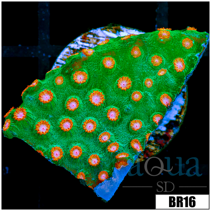 Indo Meteor Shower Cyphastrea