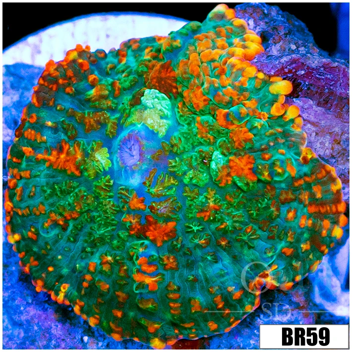 Flaming Rhodactis Mushroom