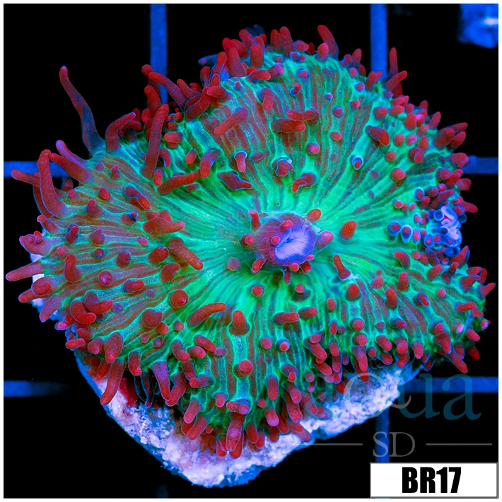 Indo Saint Thomas Mushroom