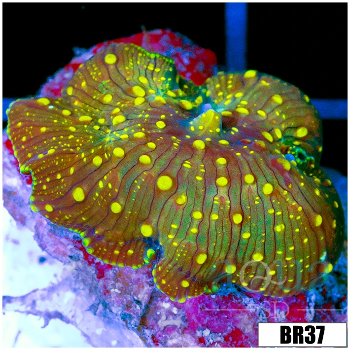 Yellow Spotted Discosoma
