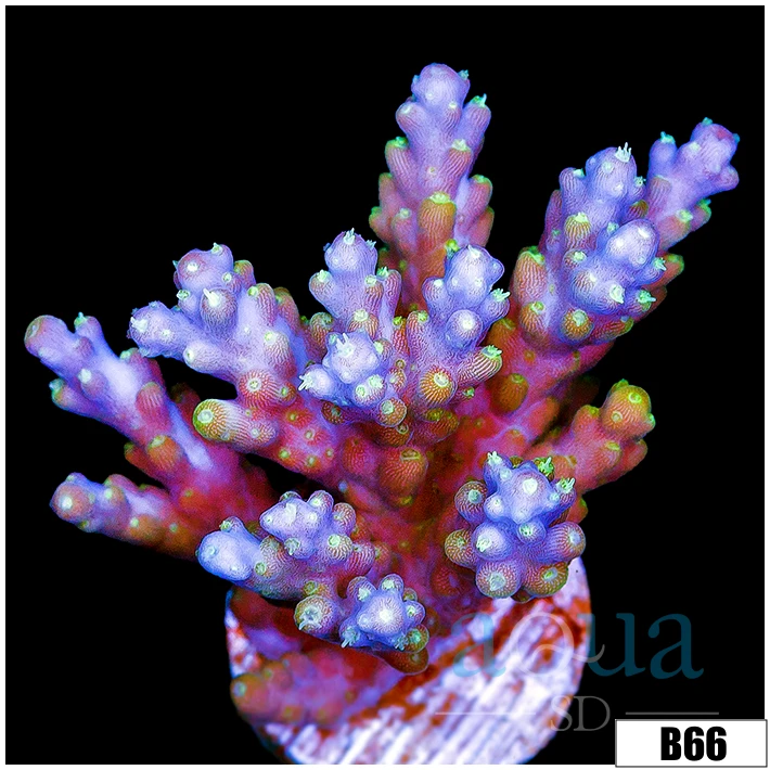 Lime Candlelight Tort Acropora