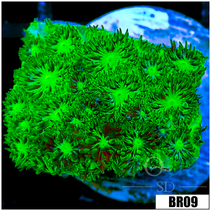 Nuclear Leptastrea