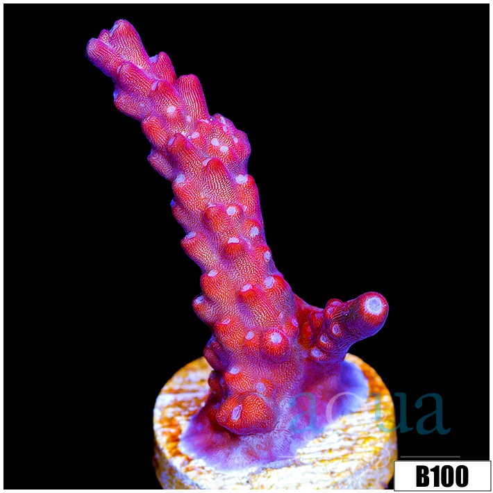 Red Robin Staghorn Acropora